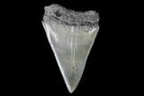 Fossil Mako Shark Tooth - Georgia #75019-1